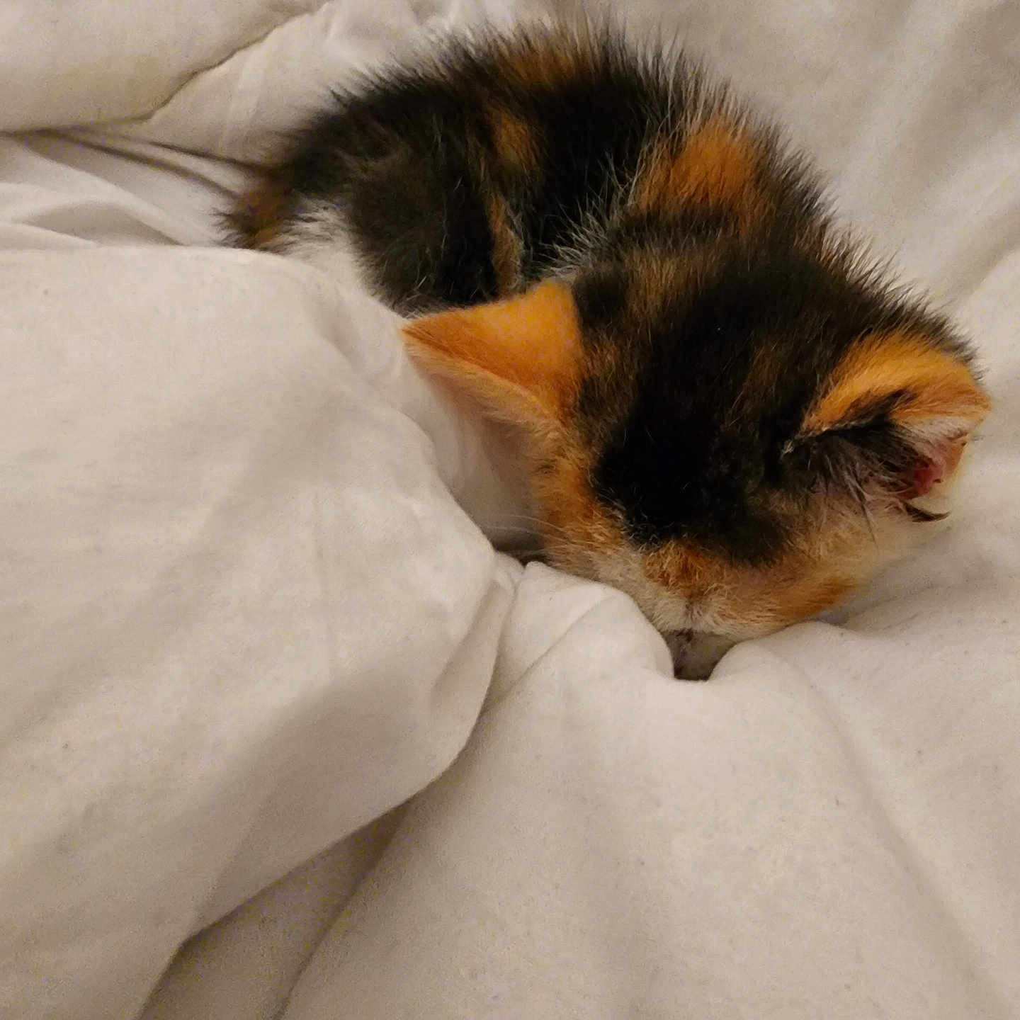Jina joined the competition — help win amazing prizes! animal, calico, comfort, cozy, cute, domestic_cat, feline, fur, indoor, kitten, nap, peaceful, pet, resting, sleeping, small, soft, warm, white_blanket, young