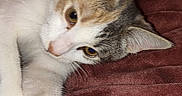 Seven joined the competition — help win amazing prizes! animal, blanket, cat, cozy, cute, domestic, ears, feline, fur, indoor, mammal, paws, pet, plush, relaxed, resting, sleepy, soft, tabby, whiskers