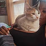 Seven joined the competition — help win amazing prizes! black_clothing, calico_cat, cat, companion, cozy, curtains, domestic, face, furniture, hand, home, indoor, light, person, pet, relaxation, resting, shoulder, soft_light, window