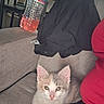 Seven joined the competition — help win amazing prizes! animal, cat, couch, cozy, curious, ears, face, fur, home, indoor, jacket, kitten, person, pet, plastic_bottle, red_shirt, resting, water_bottle, whiskers, young