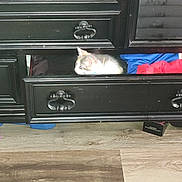 Seven joined the competition — help win amazing prizes! black_furniture, cat, clothes, colorful, cozy, curious, domestic, drawer, dresser, feline, furniture_handle, home, indoor, pet, quiet, resting, side_view, small_space, still_life, wooden_floor