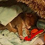 Zloty participe au concours pour gagner de l'argent avec cette photo : puppy, dog, sleeping, blanket, toy, fur, cute, nap, cozy, indoor, bed, paw, tucked_in, soft, resting, small_dog, nose, closed_eyes, plush, warm