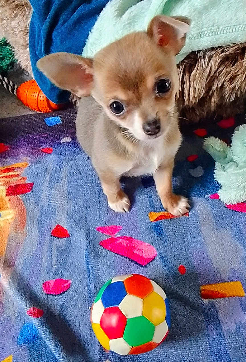 Zloty a rejoint le concours — aidez-le/la à gagner de superbes lots ! puppy, chihuahua, dog, puppy_face, toy_ball, colorful, blanket, rug, indoor, cute, big_eyes, ears, paw, sitting, pet, small_dog, plush_toy, soft_texture, playful, gaze