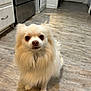 dog, fluffy, cream_colored, small_dog, pet, indoor, wooden_floor, kitchen, appliance, cabinet, flooring, cute, animal, portrait, paws, fur, canine, domestic_animal, looking_at_camera, sitting