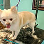Loki is registered to the contest to win money with this photo: dog, grooming_table, fur, comb, pet, indoor, happy, panting, cream_colored, small_dog, leash, animal, fur_shedding, pet_care, table, floor, wall, picture_frame, household, furniture