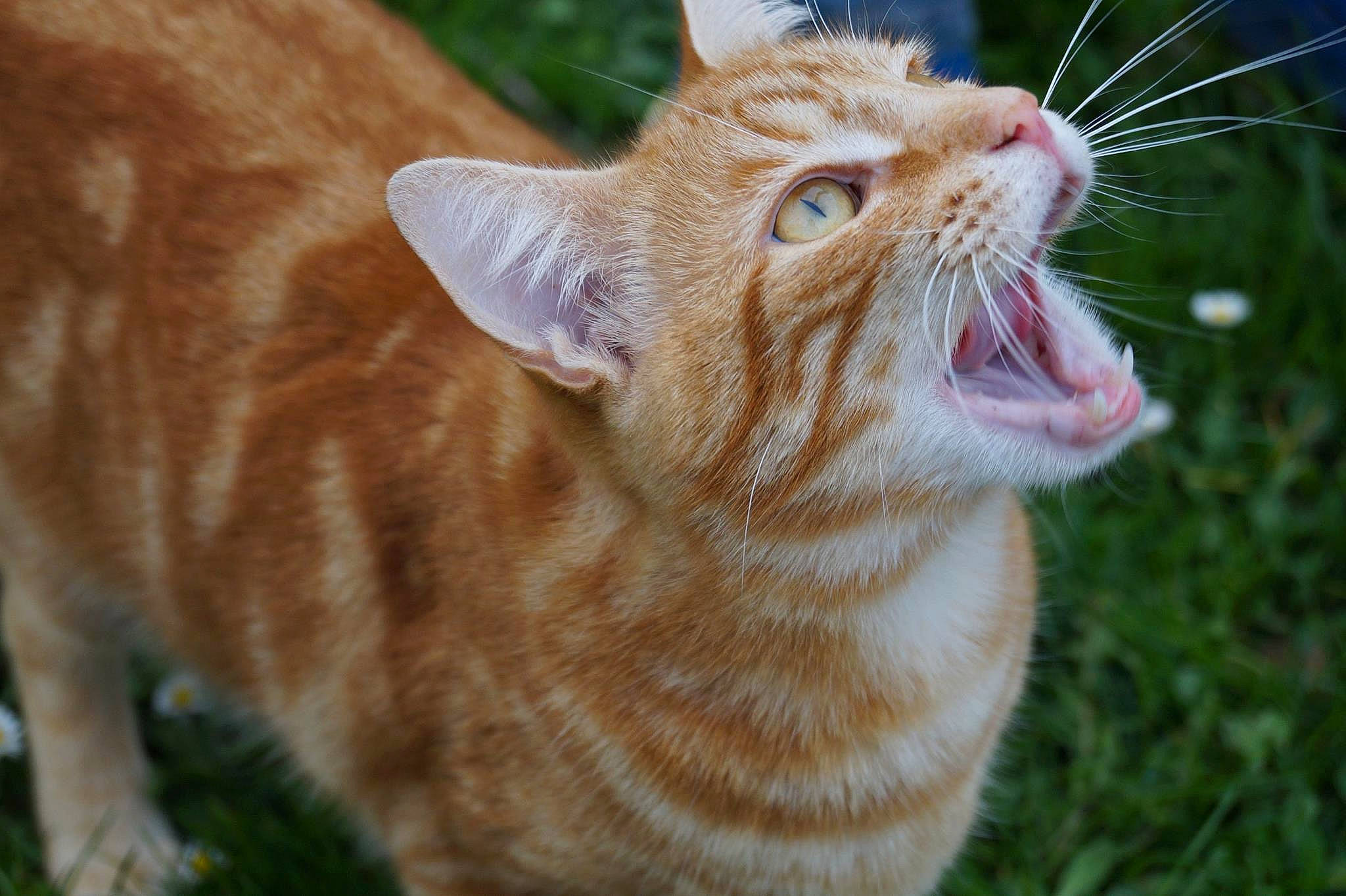 Mufasa participe au concours pour gagner de l'argent avec cette photo : asian, carnivore, cat, close_up, european_shorthair, eye, facial_expression, felidae, grass, mammal, mouth, nose, organ, plant, small_to_medium_sized_cats, snout, tabby_cat, tooth, vertebrate, whiskers