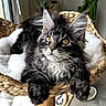 Baya participe au concours pour gagner de l'argent avec cette photo : cat, long_hair, black_and_white, fluffy, feline, pet, animal, golden_eyes, whiskers, pointed_ears, paws, lounging, basket, indoor, portrait, close_up, fur, relaxed, staring, cute