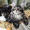 Baya participe au concours pour gagner de l'argent avec cette photo : cat, kitten, long_hair, fluffy, gray_fur, black_fur, white_fur, tabby, yellow_eyes, blue_eyes, whiskers, ears, paws, animal, pet, portrait, indoors, houseplant, woven_basket, relaxed