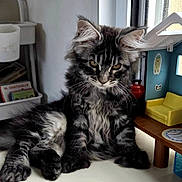 Baya a rejoint le concours — aidez-le/la à gagner de superbes lots ! cat, kitten, long_hair, fluffy, black_fur, gray_fur, white_fur, tabby, sitting, portrait, animal, pet, whiskers, ears, eyes, indoors, window, furniture, miniature_room, table