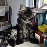cat, kitten, long_hair, fluffy, black_fur, gray_fur, white_fur, tabby, sitting, portrait, animal, pet, whiskers, ears, eyes, indoors, window, furniture, miniature_room, table