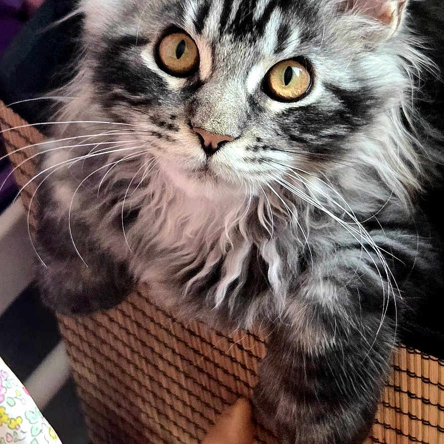Baya