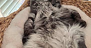 Baya a rejoint le concours — aidez-le/la à gagner de superbes lots ! cat, maine_coon, long_hair, fluffy, gray, black, white, pet, animal, portrait, sitting, lounging, basket, bed, cushion, houseplant, cactus, window, indoor, whiskers
