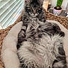 cat, maine_coon, long_hair, fluffy, gray, black, white, pet, animal, portrait, sitting, lounging, basket, bed, cushion, houseplant, cactus, window, indoor, whiskers