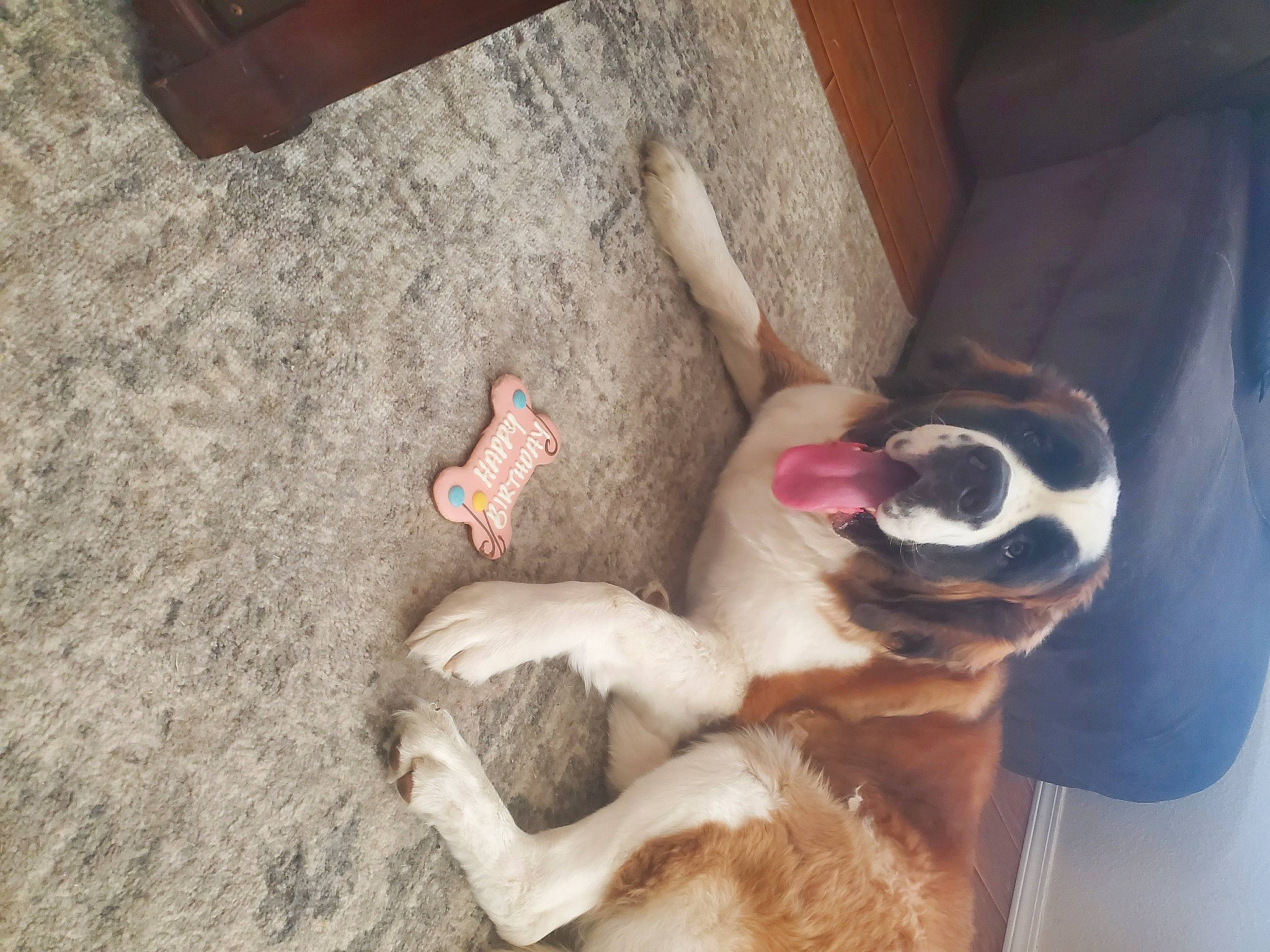 Sydney joined the competition — help win amazing prizes! canidae, carnivore, collar, comfort, companion_dog, dog, dog_breed, fawn, foot, fur, human_leg, nail, non_sporting_group, paw, small_to_medium_sized_cats, snout, soil, sporting_group, tail, whiskers