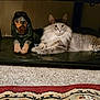Munchie is registered to the contest to win money with this photo: cat, dog_statue, carpet, shelf, indoor, animal, feline, figurine, decor, fur, pet, resting, carpet_edge, floor, toy, household, cozy, relaxing, domestic, spotlight