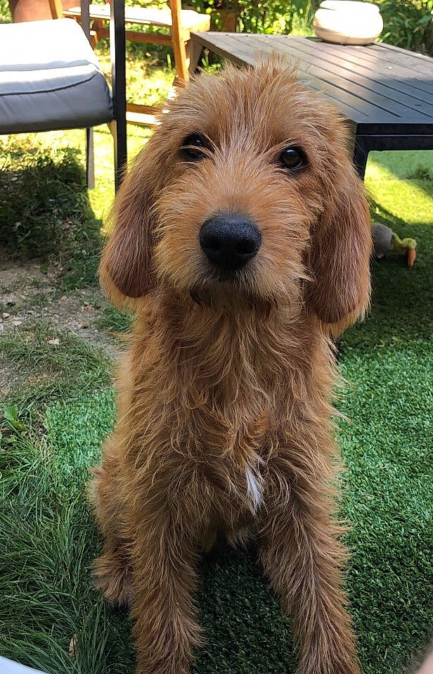 Pépite participe au concours pour gagner de l'argent avec cette photo : basset_fauve_de_bretagne, bosnian_coarse_haired_hound, briquet_griffon_vendeen, canidae, carnivore, companion_dog, dog, dog_breed, dutch_smoushond, istrian_coarse_haired_hound, labradoodle, mammal, otterhound, petit_basset_griffon_vendeen, poodle_crossbreed, rare_breed_dog, sporting_group, styrian_coarse_haired_hound, terrier, vertebrate