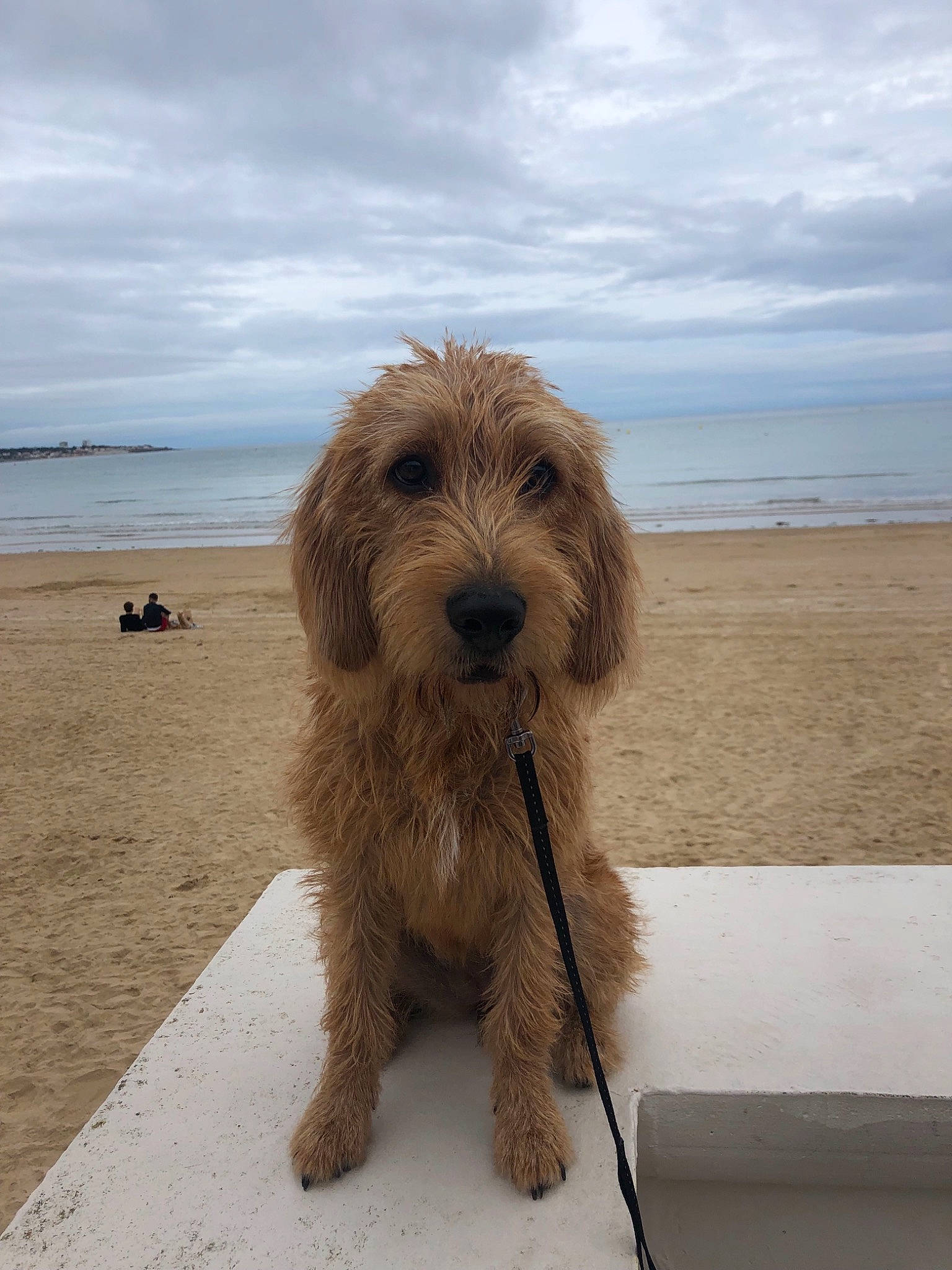Pépite a rejoint le concours — aidez-le/la à gagner de superbes lots ! basset_fauve_de_bretagne, bosnian_coarse_haired_hound, canidae, carnivore, cockapoo, companion_dog, dog, dog_breed, dutch_smoushond, goldendoodle, mammal, otterhound, petit_basset_griffon_vendeen, poodle_crossbreed, rare_breed_dog, sapsali, sporting_group, styrian_coarse_haired_hound, terrier, vertebrate