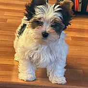 Ozzy is registered to the contest to win money with this photo: puppy, dog, small_dog, fluffy, white_fur, brown_fur, black_fur, long_hair, standing, front_view, portrait, cute, adorable, pet, canine, wooden_floor, indoor, home, warm_lighting, ears