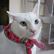 Dion is registered to the contest to win money with this photo: aegean_cat, burmilla, cat, cat_like_mammal, domestic_short_haired_cat, khao_manee, kitten, small_to_medium_sized_cats, turkish_angora, turkish_van, whiskers, white