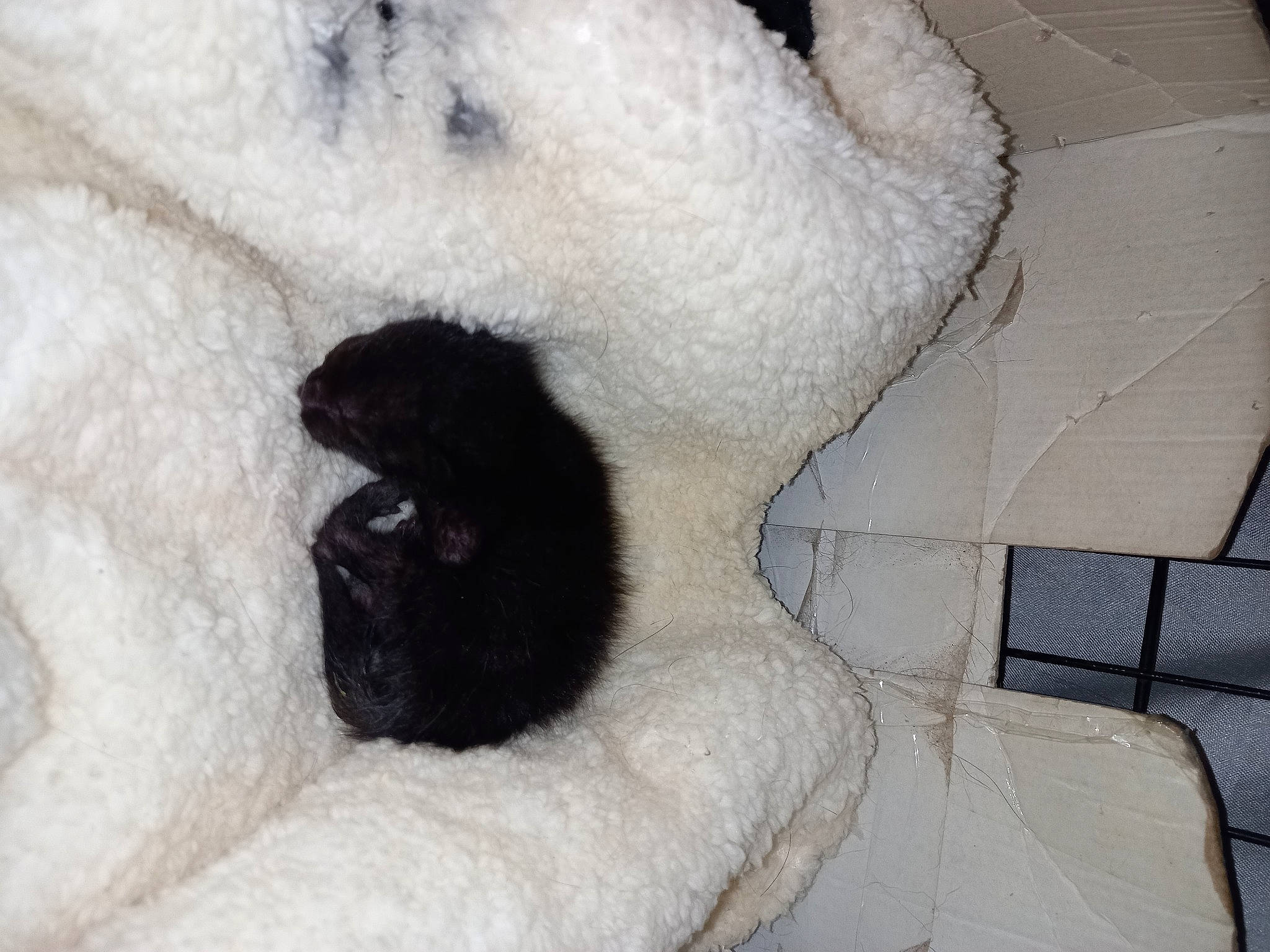 Chance participe au concours pour gagner de l'argent avec cette photo : bombay, canidae, carnivore, cat, cat_bed, cat_supply, claw, comfort, dog_breed, domestic_short_haired_cat, fawn, felidae, fur, linens, paw, small_to_medium_sized_cats, snout, tail, tree, whiskers