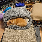 Joey is registered to the contest to win money with this photo: blanket, cable, cozy, display_cabinet, dog, electronics, figurines, fluffy, furniture, home, indoor, living_room, mat, patterned, pet_bed, resting, sleeping, toys, tv_stand, wooden_floor