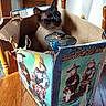 Niko is registered to the contest to win money with this photo: cat, siamese_cat, blue_eyes, animal, pet, box, cardboard, halloween, witch_hat, costume, indoor, wooden_table, chair, window, curtains, sunlight, portrait, sitting, funny, vintage_decoration