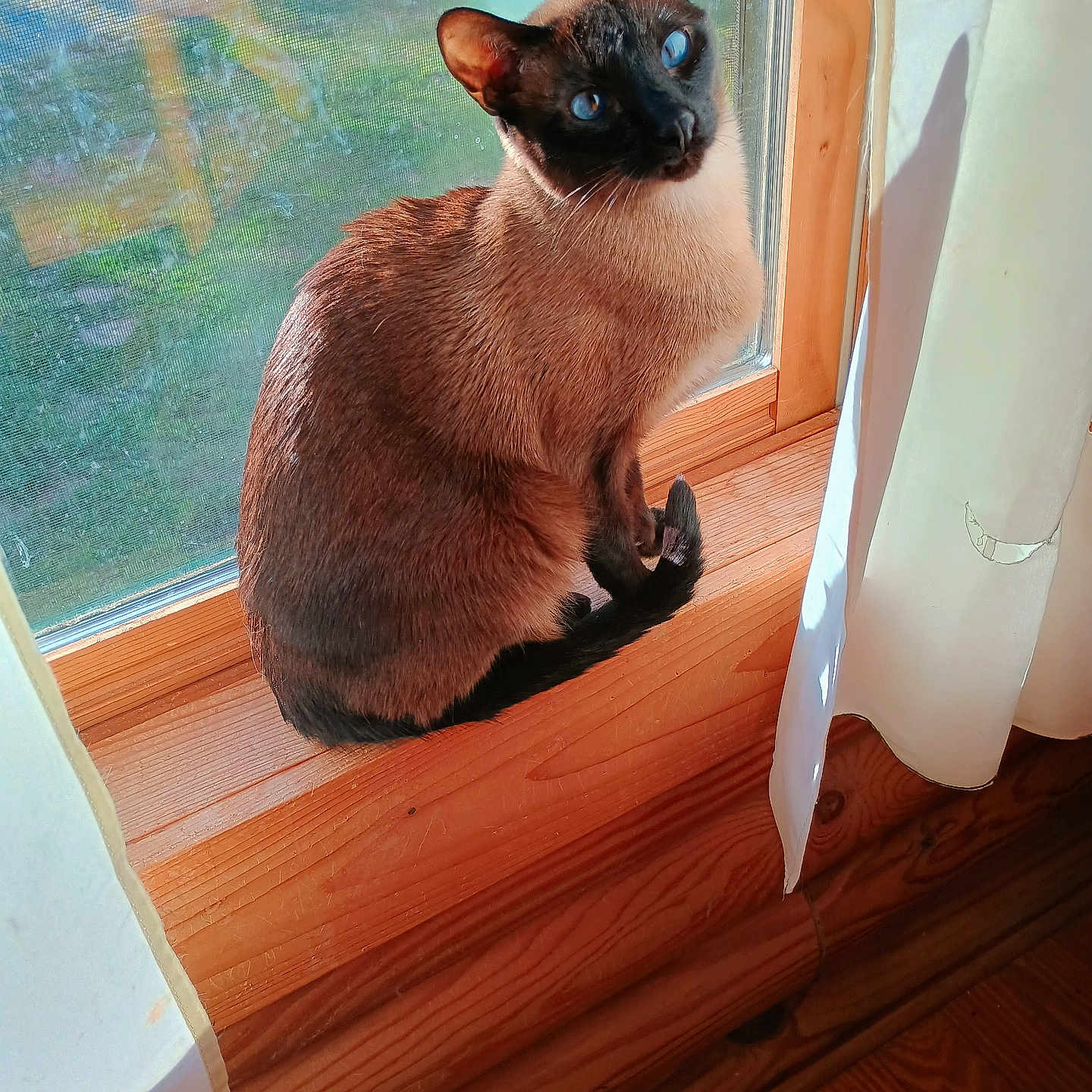 Niko