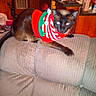 Niko is registered to the contest to win money with this photo: cat, black_cat, pet, animal, festive, christmas, sweater, clothing, couch, sofa, indoor, home, kitchen, furniture, sitting, lying_down, portrait, whiskers, pointed_ears, flash_photography
