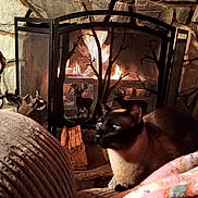 Niko joined the competition — help win amazing prizes! cat, pet, animal, indoors, fireplace, fire, hearth, stone_wall, warm_lighting, cozy, blanket, chair, furniture, wood, decorative_screen, deer_silhouette, rustic, home, portrait, relaxed