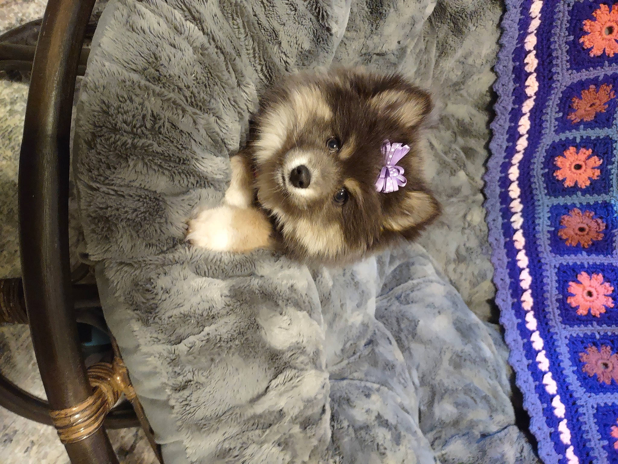 Xena joined the competition — help win amazing prizes! canidae, carnivore, companion_dog, dog, dog_breed, dog_clothes, dog_supply, electric_blue, fawn, felidae, fur, liver, small_to_medium_sized_cats, snout, sporting_group, tail, toy, toy_dog, whiskers, working_animal