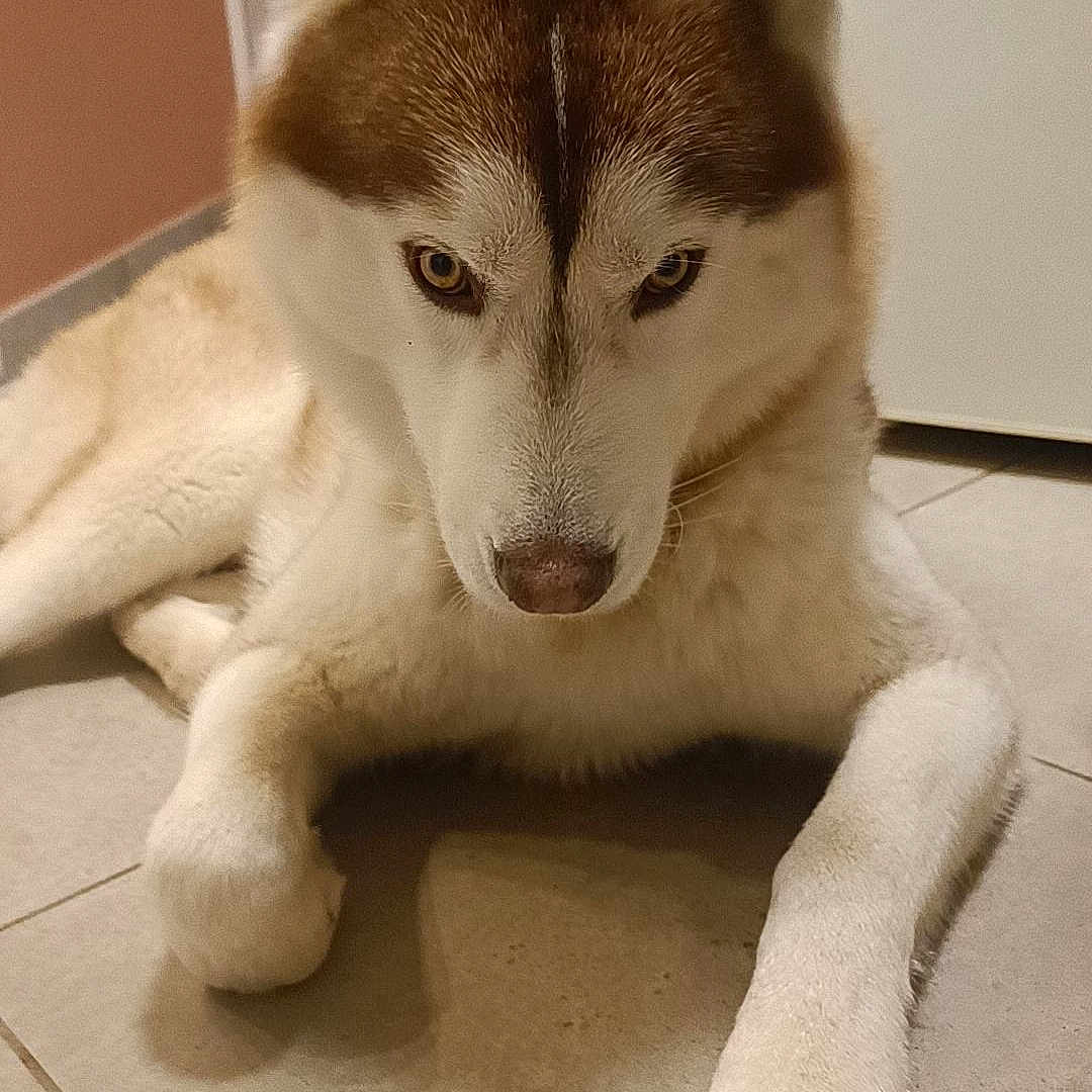 Renzo a rejoint le concours — aidez-le/la à gagner de superbes lots ! animal, canine, companion, cute, dog, ears, eyes, face, floor, fur, home, house, husky, indoor, laying, mammal, paw, pet, resting, tile