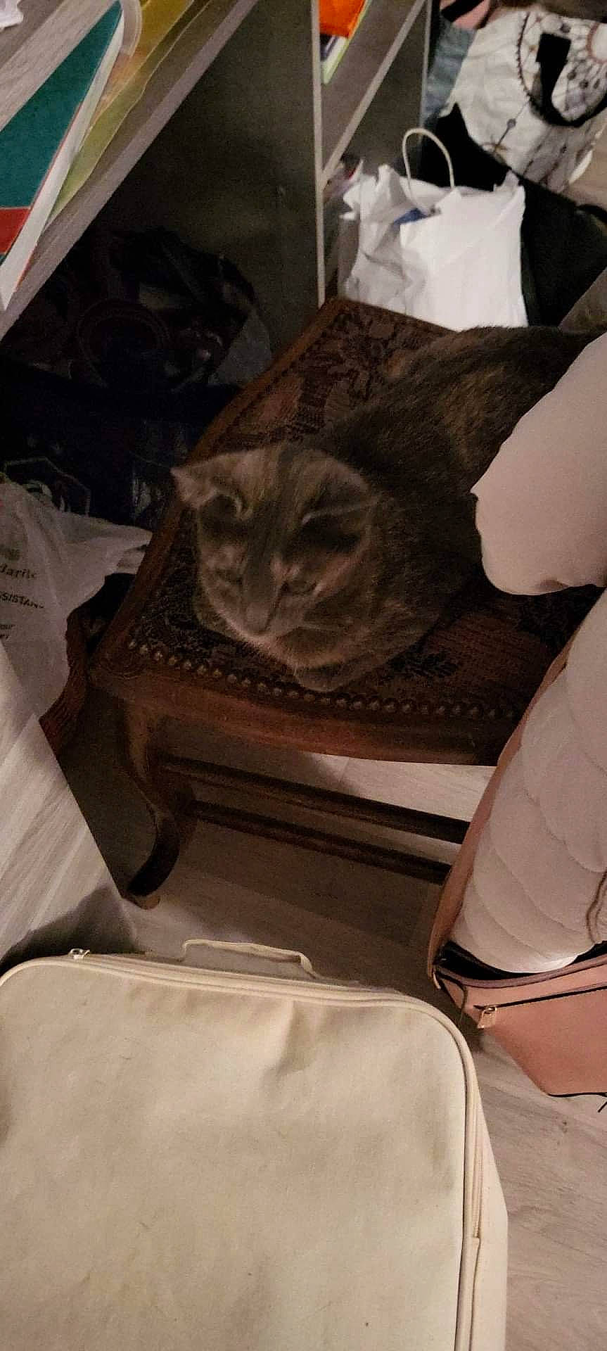 Nala participe au concours pour gagner de l'argent avec cette photo : auto_part, bag, brown, carnivore, cat, chair, comfort, domestic_short_haired_cat, felidae, fur, grey, linens, luggage_and_bags, room, sitting, small_to_medium_sized_cats, tints_and_shades, whiskers, window, wood