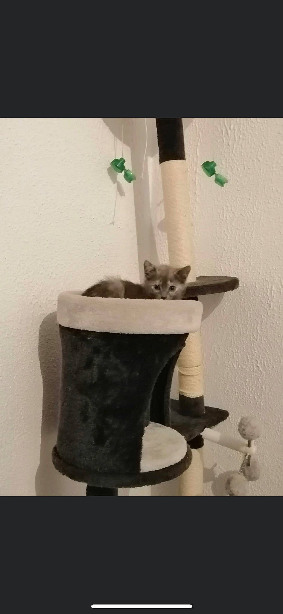 Nala participe au concours pour gagner de l'argent avec cette photo : carnivore, cat, cat_supply, chair, domestic_short_haired_cat, felidae, flooring, fur, hardwood, pedestal, pet_supply, room, small_to_medium_sized_cats, tail, whiskers, window, wood