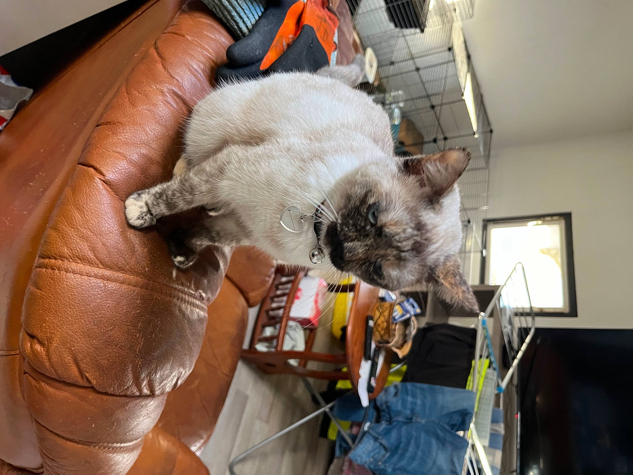 Saphir participe au concours pour gagner de l'argent avec cette photo : bag, box, canidae, carnivore, cat, claw, comfort, companion_dog, dog_breed, domestic_short_haired_cat, fawn, felidae, fur, room, small_to_medium_sized_cats, sporting_group, thai, whiskers, window