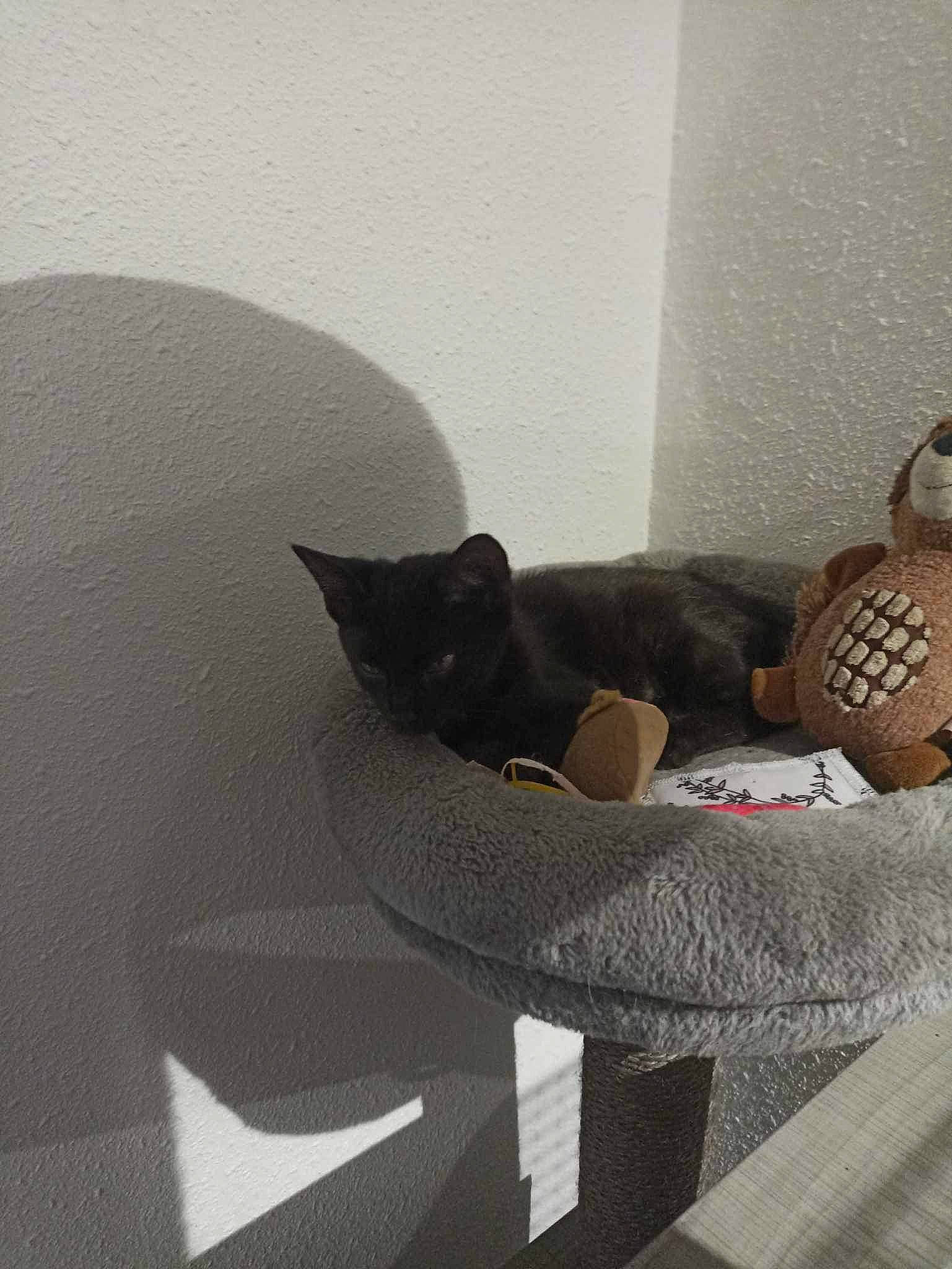 Simba participe au concours pour gagner de l'argent avec cette photo : art, carnivore, cat, cat_supply, comfort, couch, domestic_short_haired_cat, felidae, flooring, grey, linens, living_room, sculpture, sitting, small_to_medium_sized_cats, still_life_photography, table, tail, whiskers, wood