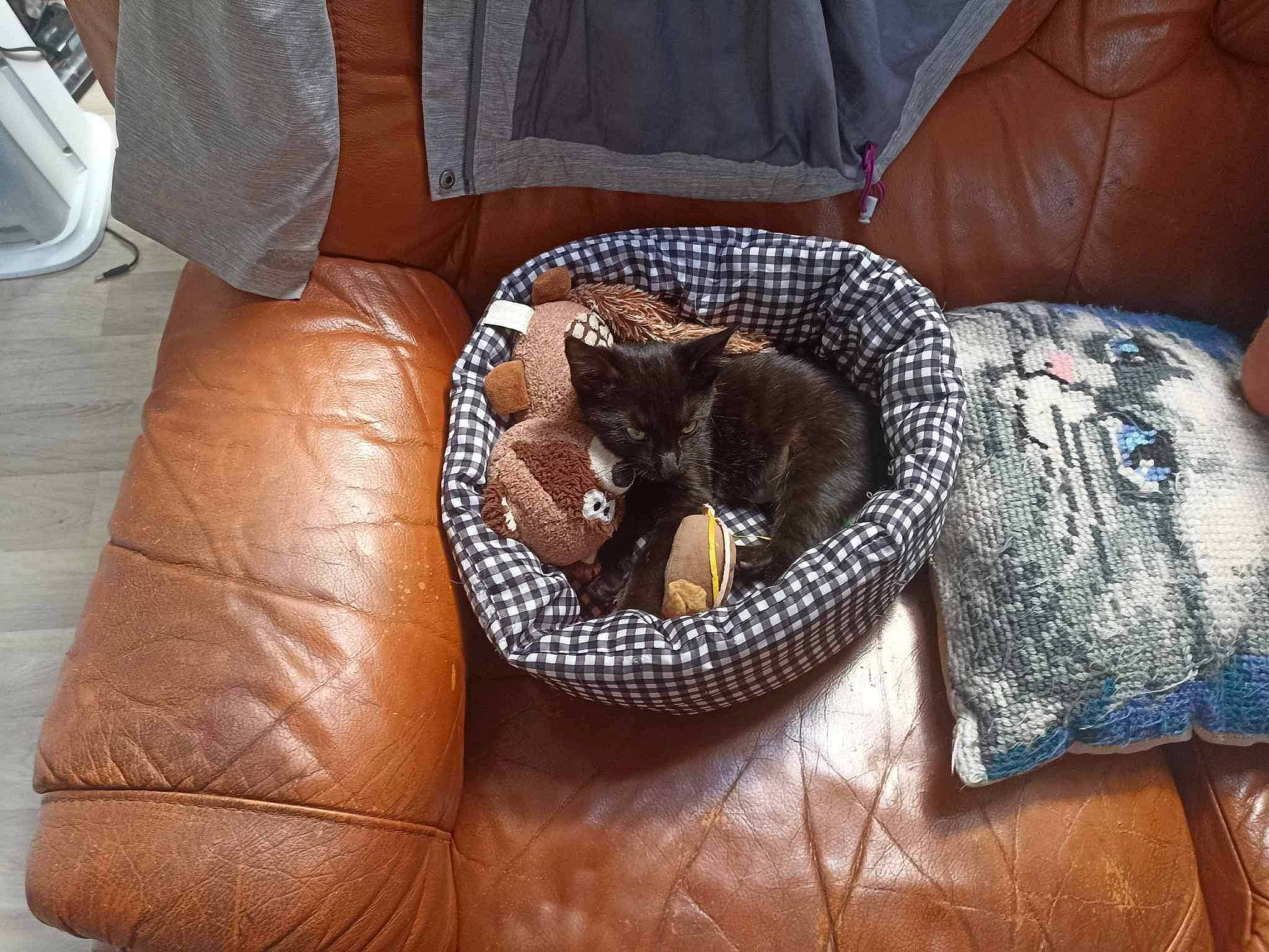 Simba a rejoint le concours — aidez-le/la à gagner de superbes lots ! carnivore, cat_bed, comfort, companion_dog, couch, dog, dog_bed, dog_breed, fawn, felidae, flooring, furniture, living_room, small_to_medium_sized_cats, sporting_group, studio_couch, tail, textile, wood, working_animal