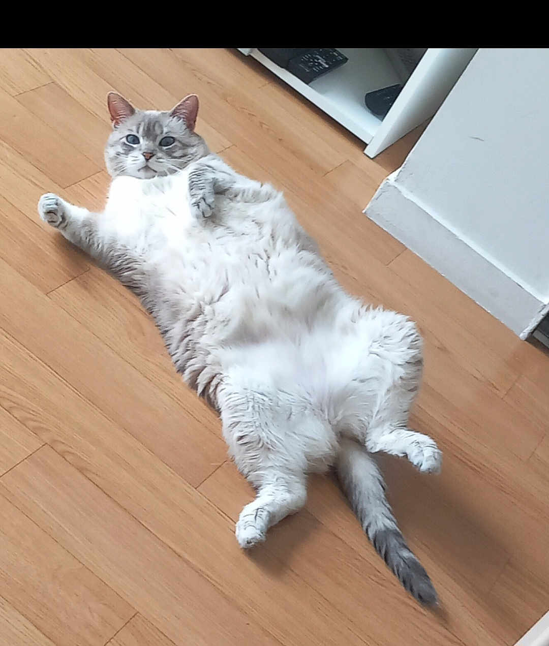 Okapy a rejoint le concours — aidez-le/la à gagner de superbes lots ! cat, fluffy, lying_down, wooden_floor, relaxed, indoor, furniture, tail, paws, white, gray, pet, animal, cute, domestic, fur, laying, flooring, resting, home