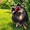 dog, pomeranian, pet, cute, fluffy, bow, red_bow, grass, flower, garden, greenery, outdoor, sunlight, head_tilt, small_dog, nature, colorful, summer, adorable, animal