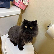 Pajamas joined the competition — help win amazing prizes! cat, black_cat, fluffy, long_hair, yellow_eyes, pet, animal, sitting, bathroom, toilet, toilet_seat, toilet_paper, wall, towel, indoor, portrait, staring, fur, restroom, funny