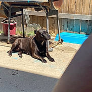 Keba joined the competition — help win amazing prizes! dog, black_dog, pet, animal, outdoor, backyard, patio, sunlight, lying_down, relaxed, portrait, short_hair, collar, white_chest_marking, barbecue_grill, wooden_fence, plant_pot, blue_container, concrete, finger_photobomb