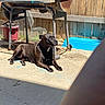 dog, black_dog, pet, animal, outdoor, backyard, patio, sunlight, lying_down, relaxed, portrait, short_hair, collar, white_chest_marking, barbecue_grill, wooden_fence, plant_pot, blue_container, concrete, finger_photobomb