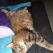 Yoda participe au concours pour gagner de l'argent avec cette photo : cat, tabby_cat, fluffy, sleeping, relaxed, lying_down, pet, whiskers, fur, striped, indoors, bed, blanket, blue_blanket, purple_blanket, black_surface, flash_photography, cute, resting, animal_portrait