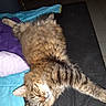 animal_portrait, bed, black_surface, blanket, blue_blanket, cat, cute, flash_photography, fluffy, fur, indoors, lying_down, pet, purple_blanket, relaxed, resting, sleeping, striped, tabby_cat, whiskers