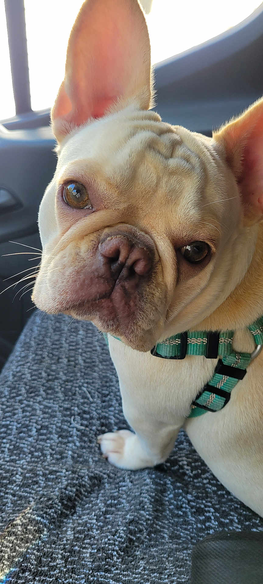 Chai joined the competition — help win amazing prizes! dog, french_bulldog, pet, close_up, portrait, wrinkled_face, snout, brown_eyes, ear, paw, harness, car_interior, seat, blanket, fur, whiskers, looking_at_camera, tan_fur, window, travel