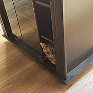 La Grosse a rejoint le concours — aidez-le/la à gagner de superbes lots ! cat, tabby, wooden_floor, cabinet, curious, peeking, indoor, furniture, glass_panel, reflection, pet, animal, home, flooring, whiskers, ears, eyes, narrow_space, quiet, light