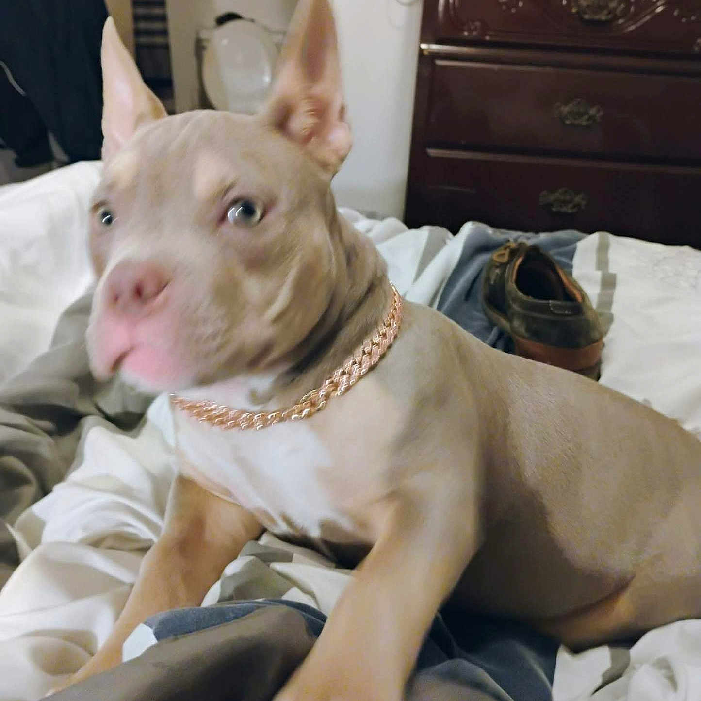 Bella joined the competition — help win amazing prizes! bed, blanket, blur, canine, chain, collar, dog, domestic_animal, dresser, fabric, furniture, household, indoor, light_brown, motion, paw, pet, room, shoe, sleeping_area