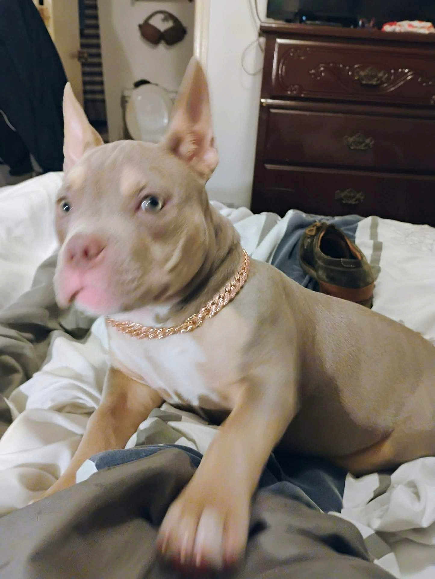 Bella