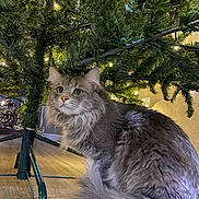 Rex joined the competition — help win amazing prizes! cat, gray_cat, fluffy, christmas_tree, tree_lights, indoor, holiday, decorations, wood_floor, curious, pet, feline, animal, cozy, home, festive, tree_stand, whiskers, ears, tail