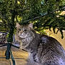 cat, gray_cat, fluffy, christmas_tree, tree_lights, indoor, holiday, decorations, wood_floor, curious, pet, feline, animal, cozy, home, festive, tree_stand, whiskers, ears, tail
