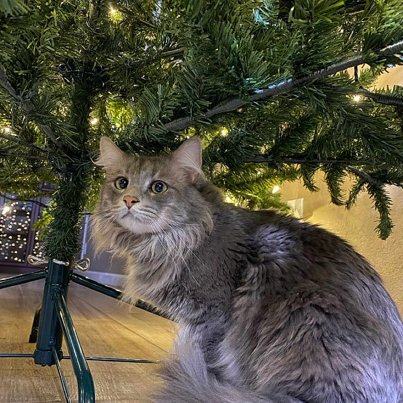 Rex joined the competition — help win amazing prizes! animal, cat, christmas_tree, cozy, curious, decorations, ears, feline, festive, fluffy, gray_cat, holiday, home, indoor, pet, tail, tree_lights, tree_stand, whiskers, wood_floor